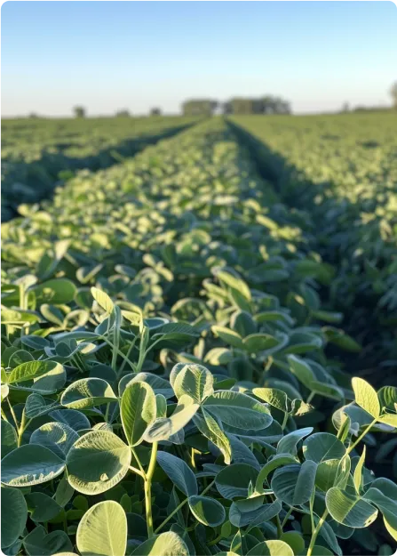 Pulse legumes used in Andfoods production