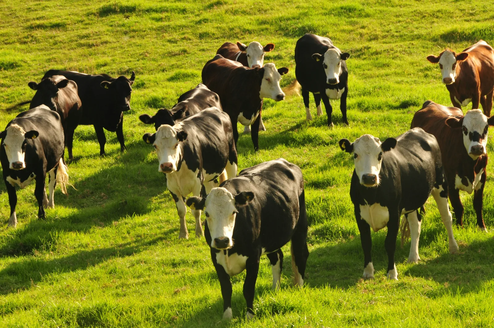 Dairy cows grazing on New Zealand pasture