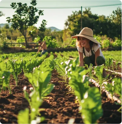 New Zealand pulse crops
