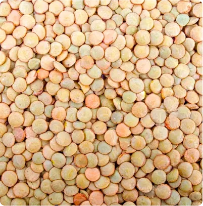 Sustainable farming at Andfoods